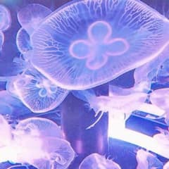 ごん様専用のサムネイル
