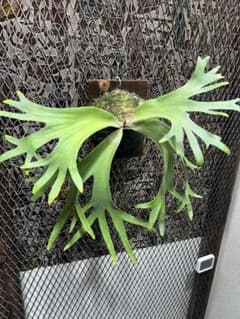 P.willinckii Thousands of arrows fired - メルカリ