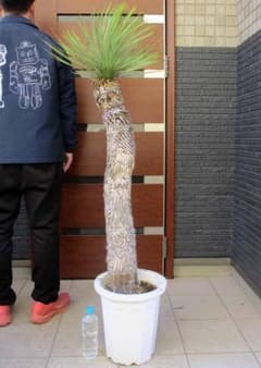 現品】完全発根済 超幹立ち！ユッカ ロストラータ 10号鉢 現地球 A2番