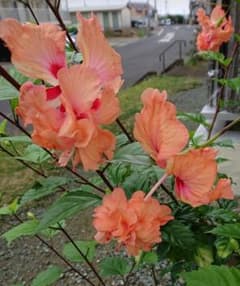 ハイビスカス オレンジフラミンゴ苗木のサムネイル