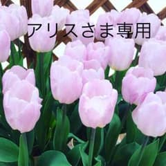 ランダのサムネイル