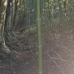 まほ様 専用 キンクダム ③のサムネイル