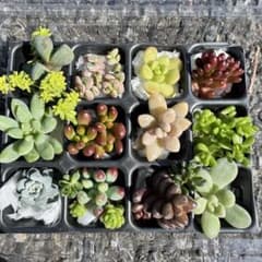 多肉植物 カット苗 セット♡のサムネイル