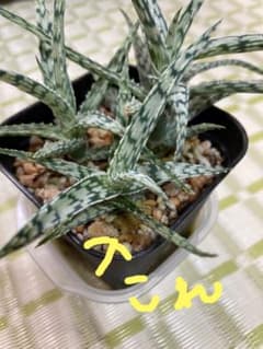 アロエ ブリザードのサムネイル