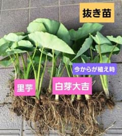 大さん様専用　白芽大吉　里芋　抜き苗(10本程度)　家庭菜園のサムネイル