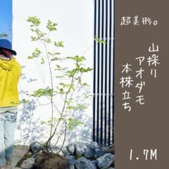 超美形。山採りアオダモ本株立ち1.7M(鉢底から) - メルカリ
