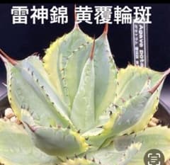 アガベ ポタトラム 雷神錦 黄覆輪斑 発根済 優良株 抜き苗 吉祥冠錦