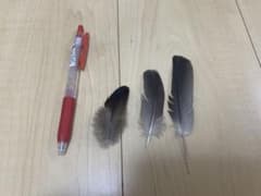 キジバト羽根 3枚セットのサムネイル