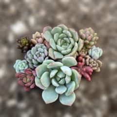 多肉植物 カット苗 詰め合わせのサムネイル