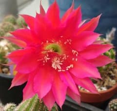 花サボテン 「BC」 抜き苗2つ レッド系美花 サボテン - メルカリ