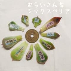 多肉植物 おらいさん苗 ミックスベリア 葉挿しセット - メルカリ