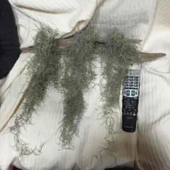 限定！エアプランツ(スパニッシュモス)のサムネイル