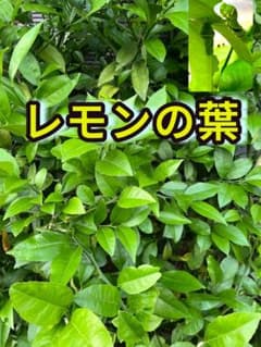レモンの葉　枝付き　アゲハ幼虫の餌のサムネイル