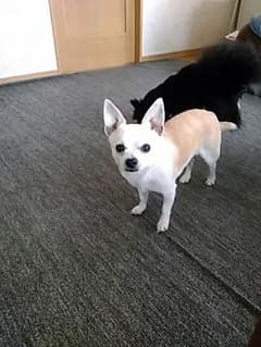 可愛いチワワ印鑑立て、名前入れ、印鑑ケウス犬のサムネイル