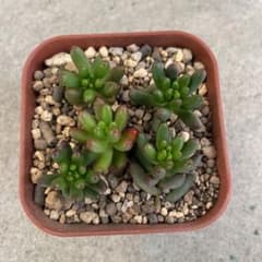 多肉植物 虹の玉のサムネイル