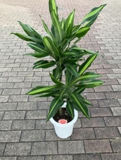 希少品種 2本立て 7号 観葉植物 ドラセナ シリンド - メルカリ