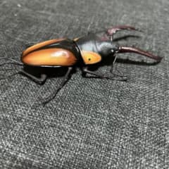 いきもの大図鑑　クワガタ11 サバゲノコギリクワガタのサムネイル