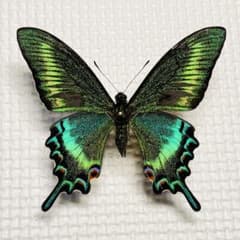 蝶標本　⭐️tmc⭐️　極美麗ミヤマカラスアゲハ♂♀  北海道産 m37780092022_1.jpg?1721652142