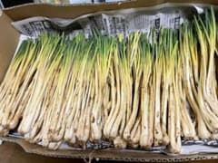 沖縄県産　島らっきょう　3kgのサムネイル