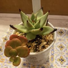 ＊多肉植物 ＊抜き苗＊のサムネイル