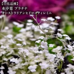 【白化品種】水中葉 プラチナ オーストラリアンヒドロコティレミニ【40葉前後】のサムネイル