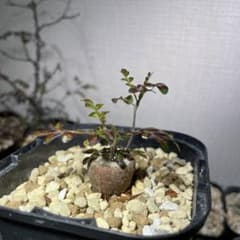 オペルクリカリア　ボレアリスのサムネイル