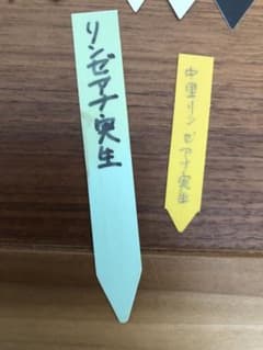 多肉植物　おらいさん、中里リンゼアナの札のみ！のサムネイル