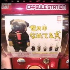 ★世の中なめてる犬 コーギー★のサムネイル