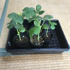オクラ実生苗　5株(4株＋白オクラ1株)のサムネイル