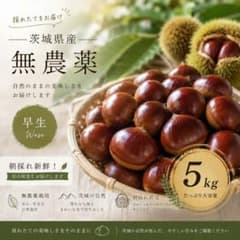 【茨城県産】生栗　約5kg！　無農薬　サイズミックスのサムネイル