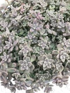 多肉植物 姫秋麗 カット苗のサムネイル