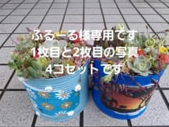 多肉植物　寄せ植え　そのまま飾れる　4コセットのサムネイル
