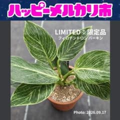 大特価！鉢ごと【現物】フィロデンドロン バーキン #007（3号丸プラ鉢）個人株のサムネイル