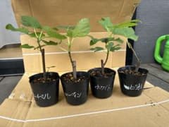 イチジク 苗木 4種セットのサムネイル