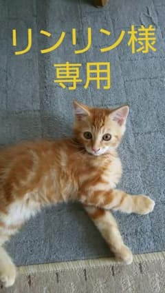 リンリン様専用です‼️のサムネイル