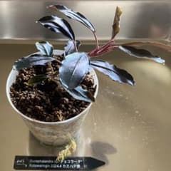 ブセファランドラ Bucephalandra sp.Chocolataカミハタ便 - メルカリ
