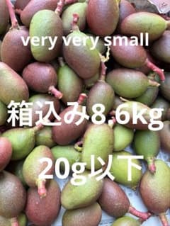 摘果マンゴー訳あり、very verve small 小さいサイズ10g以下 摘果マンゴー 加工用 very very small 小さいサイズ - メルカリ