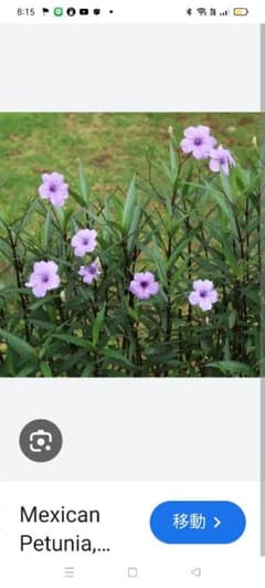 ムラサキルエリア の花 苗のサムネイル