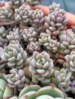 多肉植物　リンダリンダ　5カット　ぼのぼのさん苗のサムネイル