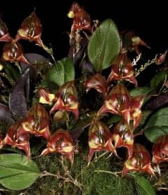 原種ラン 着生株lepanthes felis レパンテスレア種　洋蘭 原種ラン 着生株lepanthes felis レパンテスレア種 洋蘭 - メルカリ