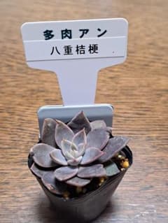 ☆八重桔梗☆多肉あん☆第4種郵便☆月曜日発送予定☆ - メルカリ