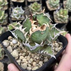 アガベ チタノタレッドキャットウィーズル プレステラ120苗 - メルカリ