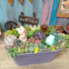 メルカリ便♫多肉植物寄せ植え♫そのまま飾れる♫3匹のこぶたちゃん ブタさんのブゥブゥ寄せ**そのまま飾れる多肉植物の寄せ植え**10
