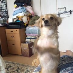 返金専用画面のサムネイル