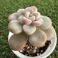 オオゴマダラジカ 多肉植物 - メルカリ
