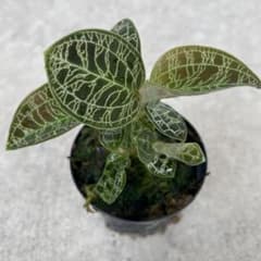 ジュエルオーキッド　宝石蘭　マコデス・ペトラ 群生のサムネイル
