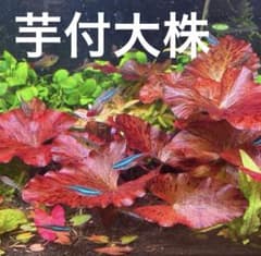 【芋付】タイガーロータスレッド　大株のサムネイル