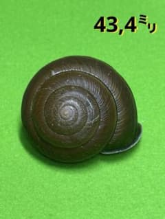アワマイマイ　カタツムリ　マイマイ　貝殻　標本 貝殻標本 やんばるマイマイ - メルカリ