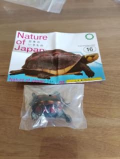 Nature of Japan 日本のいきもの2 ヤエヤマセマルハコガメ 未使用