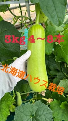 へちま　３kg　4～8本　北海道ハウス栽培のサムネイル